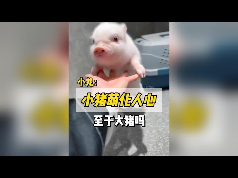 療癒小豬萌翻天：大豬的隱藏版「反差魅力」大公開！ #寵物豬 #小香豬 #萌寵 #寵物
