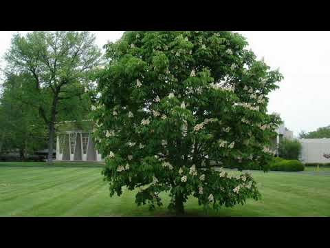 Kashtan daraxti haqida