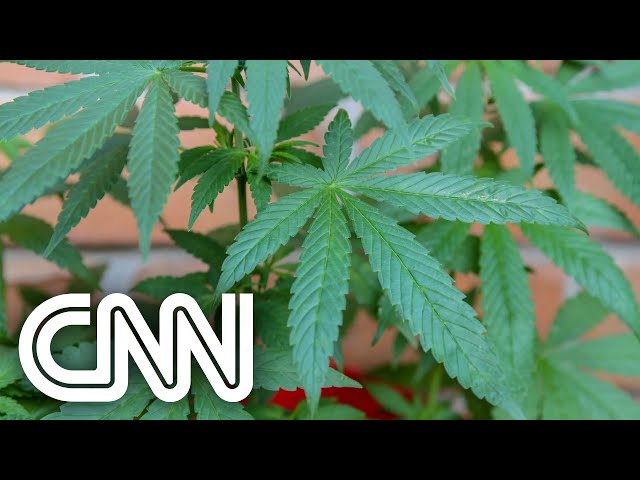 STJ autoriza plantio de maconha para fins medicinais | EXPRESSO CNN