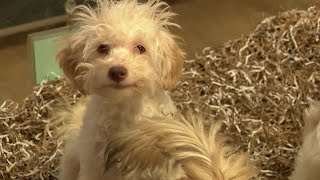 Denver, Westminster considering ordinances that would ban sale of cats, dogs at retail stores