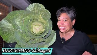 Grow Your OWN Potatoes at Home!