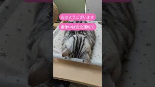 #cat#猫