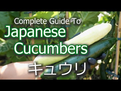 Complete Guide To Growing Japanese Cucumbers | Germination | Harvesting | キュウリ