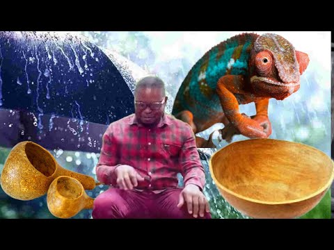 Whenever It Rains, Do This! How Rain, Cameleon & Calabash Can Change Your Life - Watch And Learn.