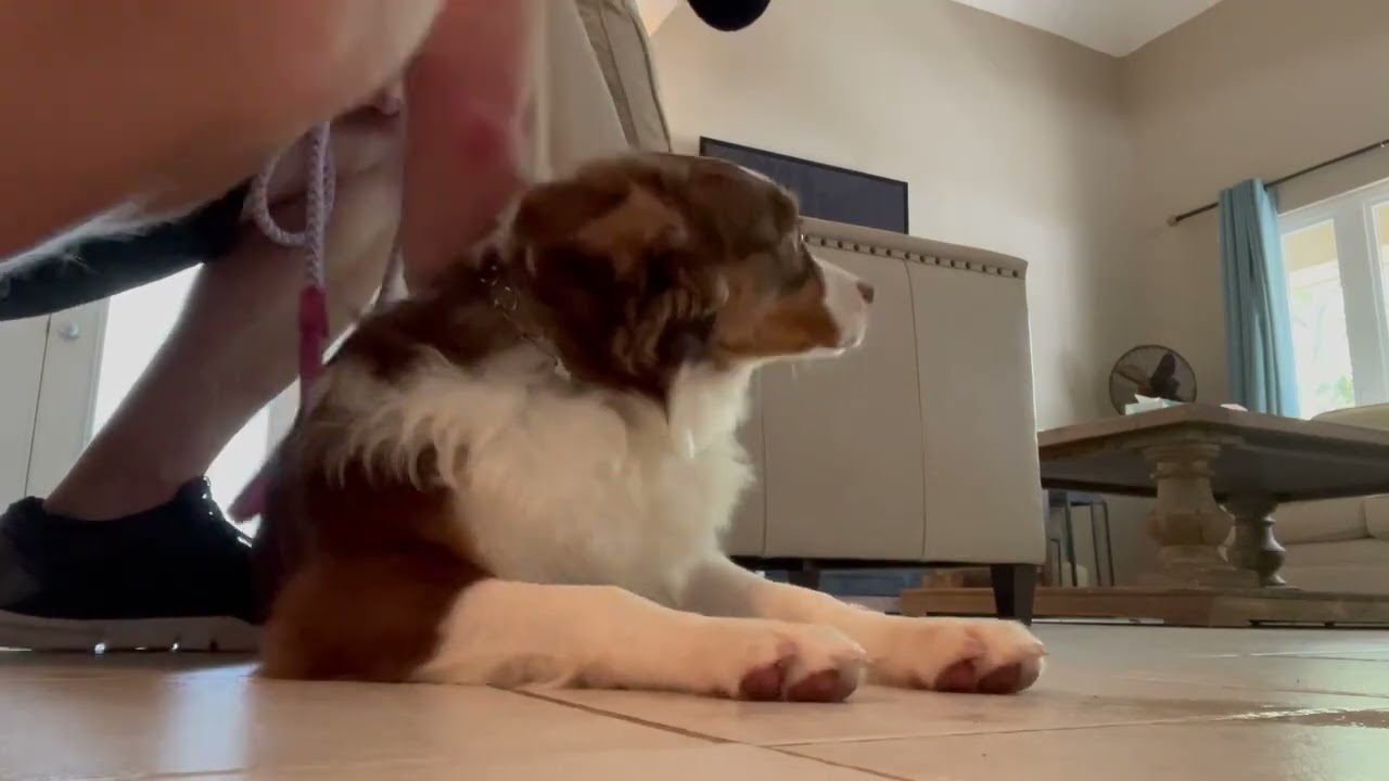 Dog Training - Ruby Learning Down