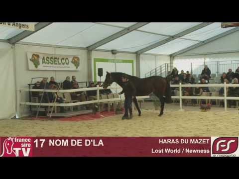 Lot 16 - Dragon Dancer - HARAS DU SAZ - Salon des Etalons 2017 - Le Lion d'Angers