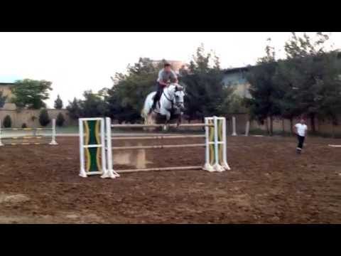 Prince Obolensky (Cornet Obolensky son) From shahab horse Club in Tehran, Iran