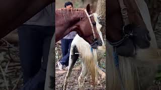 Download lagu whife legend mp3 Download lagu whife legend mp3