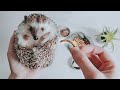 What SHOULD You Be Feeding Your Hedgehog?
