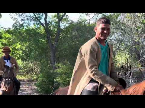 3• Desafio de boi no mato Local no Parque Pintos￼ município beneditinos  Piauí ￼