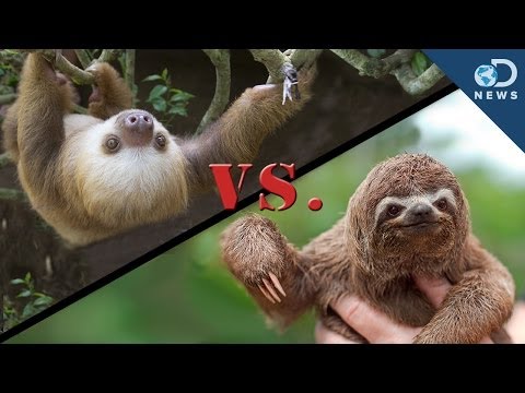 download lagu mp3 mp4 2 Toed Sloth For Sale, download lagu 2 Toed Sloth For Sale gratis, unduh video klip 2 Toed Sloth For Sale
