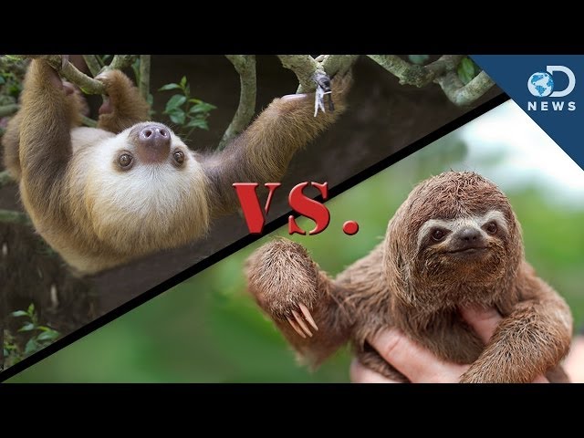 英语中three-toed sloth的视频发音