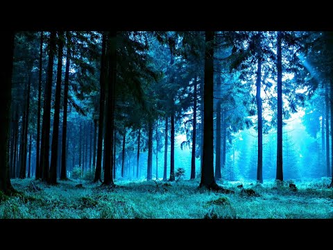 Forest Night Nature Sounds for Sleep or Studying | White Noise 10 Hours