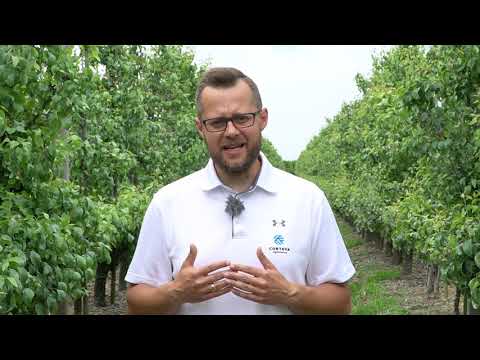 Zwalczanie miodówki w sadach gruszowych – komunikat sadowniczy Corteva, 18.06.2021