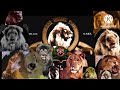 Mgm Lions Watches Their Logos