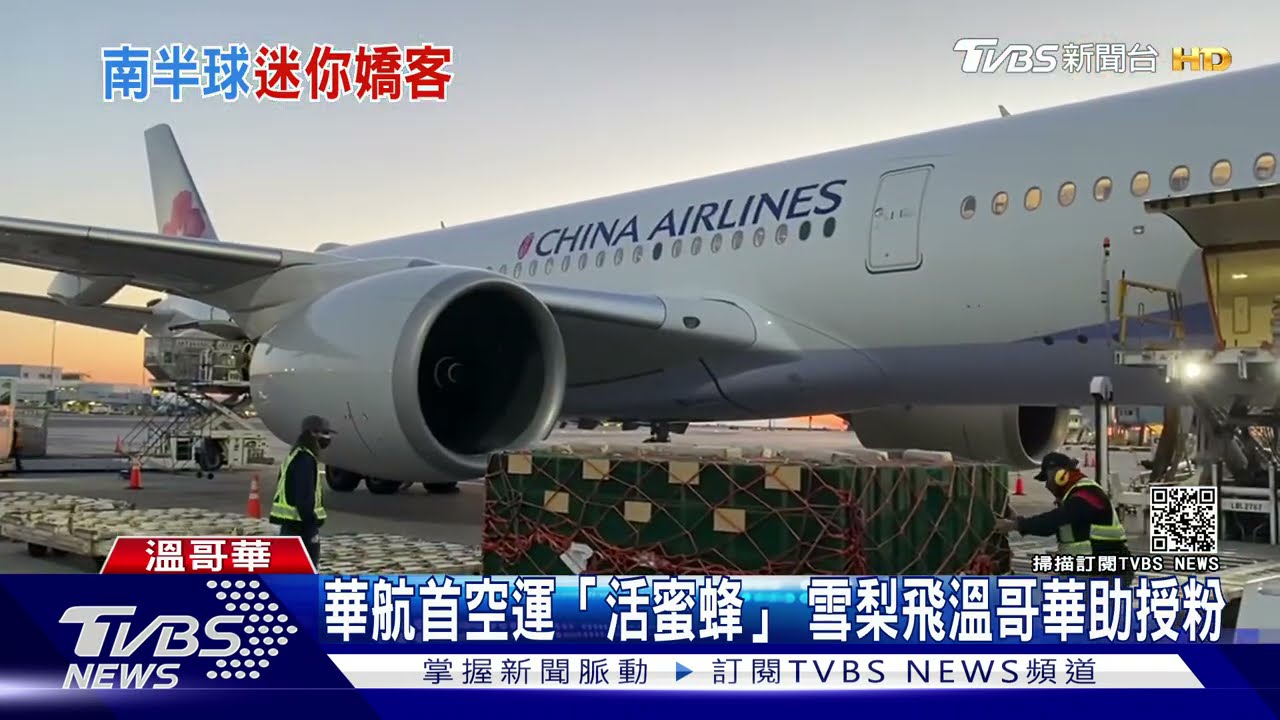 華航首空運「活蜜蜂」　雪梨飛溫哥華助授粉