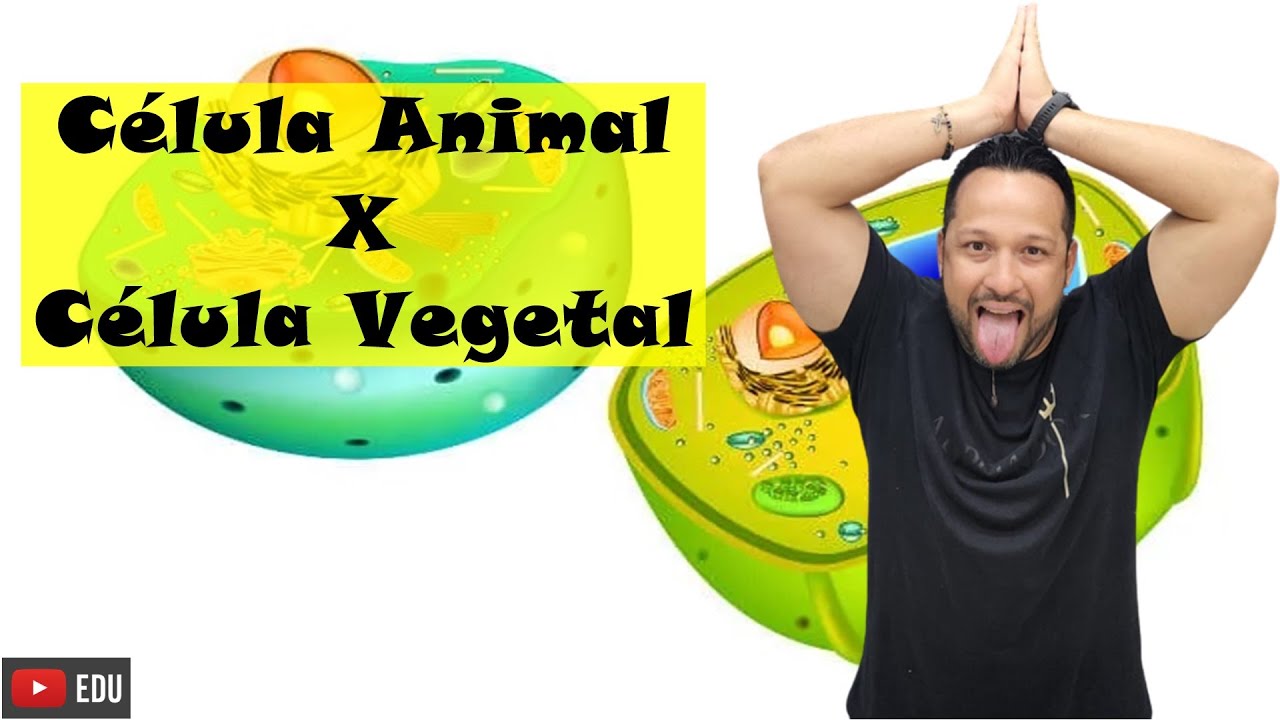 Diferenças entre célula animal e vegetal - Estruturas das Células - Citologia