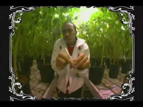 Ludacris blueberry yum yum DVDRiP XviD 2004 Viper