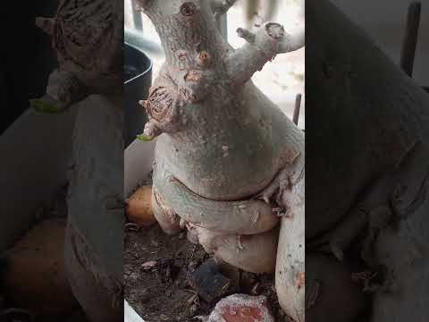 no jardim da mana córrego do ouro Colatina ES.