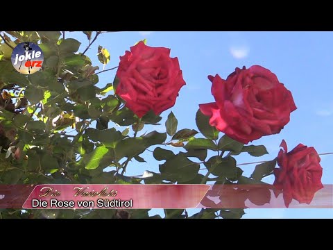 Die Vaiolets - Die Rose von Südtirol