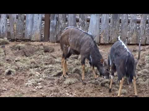 Nyala Tussle
