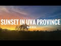 Sunset UVA Province Shorts Uva Sunset