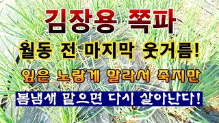 [텃밭농부 2,115]  월동 전 가을 쪽파에 마지막 웃거름 주는 방법! #쪽파재배