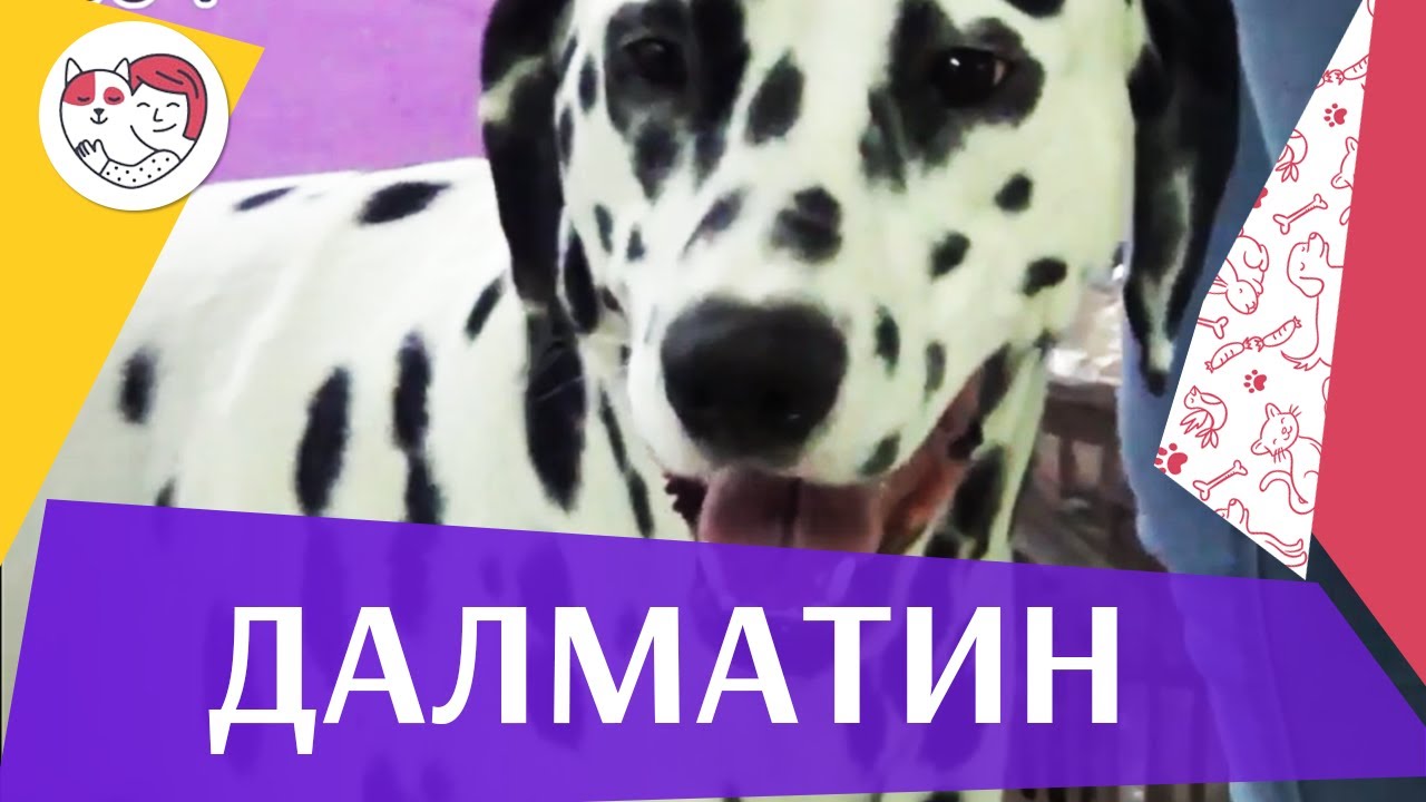 Далматин на ilikepet. Особенности породы, уход