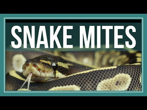 How to Completely Get Rid of Snake Mites