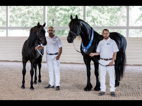 Champion Foal: Waldon ISF - 2023 FHANA keuring - Developing Horse at Iron Spring Farm