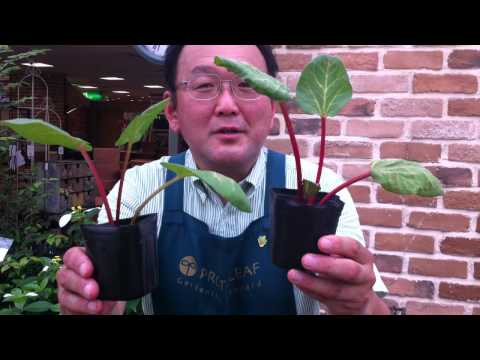 ルバーブの移植:これがどのように行われるか 植物