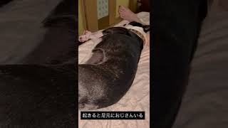 犬と添い寝 #ボストンテリア