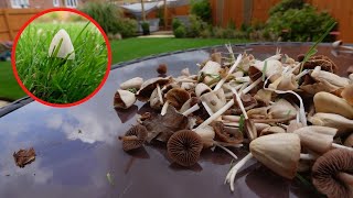 MUSHROOMS in the Lawn? - Why you need to STOP Mowing