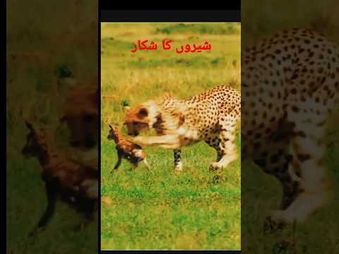 Hunting wild animals😱#love #shortvideo #shortsfeed #shorts