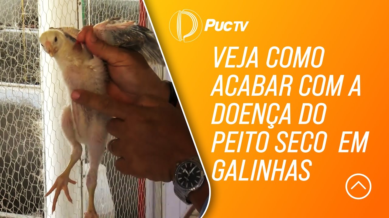 VEJA COMO ACABAR COM A DOENÇA DO "PEITO SECO" EM GALINHAS