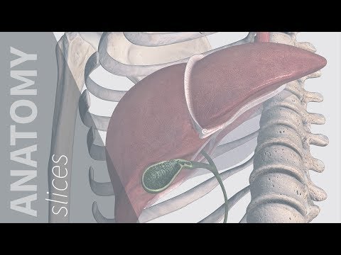 Referred Pain: Gallbladder | Anatomy Slices Video