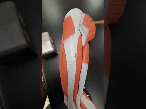 Muscle Lab, muscles of the leg