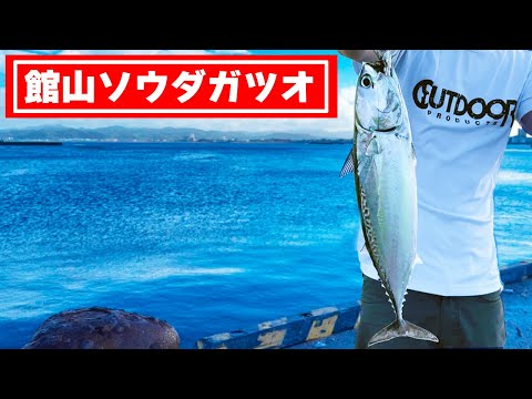 【館山ソウダガツオ】急遽ソウダガツオ釣りしてみた!