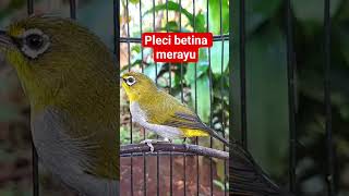 Download lagu pleci betina merayu jantan #plecibetina mp3 Download lagu pleci betina merayu jantan #plecibetina mp3