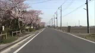 preview picture of video '2015年春の桜 茨城県常総市三坂新田町 Sakura street at Joso, Japan'