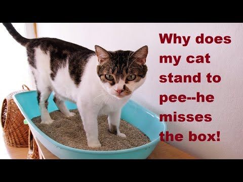 Ask Amy: My Cat Pees Standing Up in Litter Box, Cat Pees Everywhere Outside of LItter box