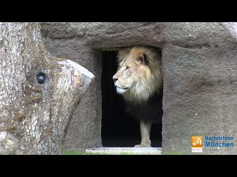 Neue Hellabrunner Löwenanlage