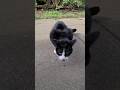 Angry Tuxedo Cat Defends Their Treats