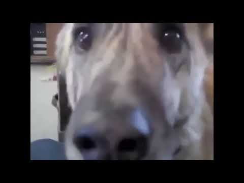 Funny dog voice