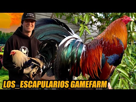 Sweater Yellow Leg Hatch And Grey Cardinal Hatch Kelso | LOS_ESCAPULARIOS GAMEFARM