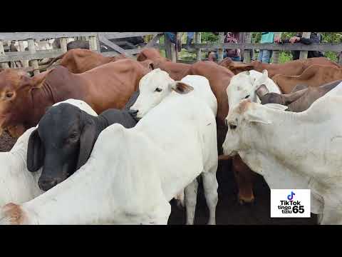 Feira do gado de rompe gibão, Estrela de Alagoas. AL. 14.06.2026.  Aos domingos. 