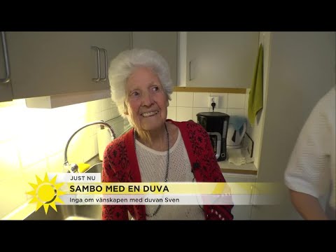, title : 'Inga är sambo med en duva - Nyhetsmorgon (TV4)'