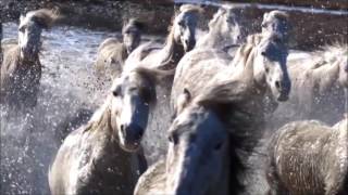 Halte au cheval blanc