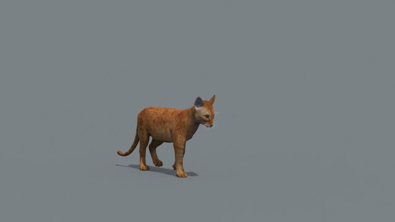 My Cat 8K - 3d animated model 3D Model