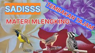 Download lagu KOMBINASI masteran PEDASS‼️‼️ SOGON CIBLEK GUNUNG PELATUK BERAS. ‼️#muraibatu #cucakijo mp3